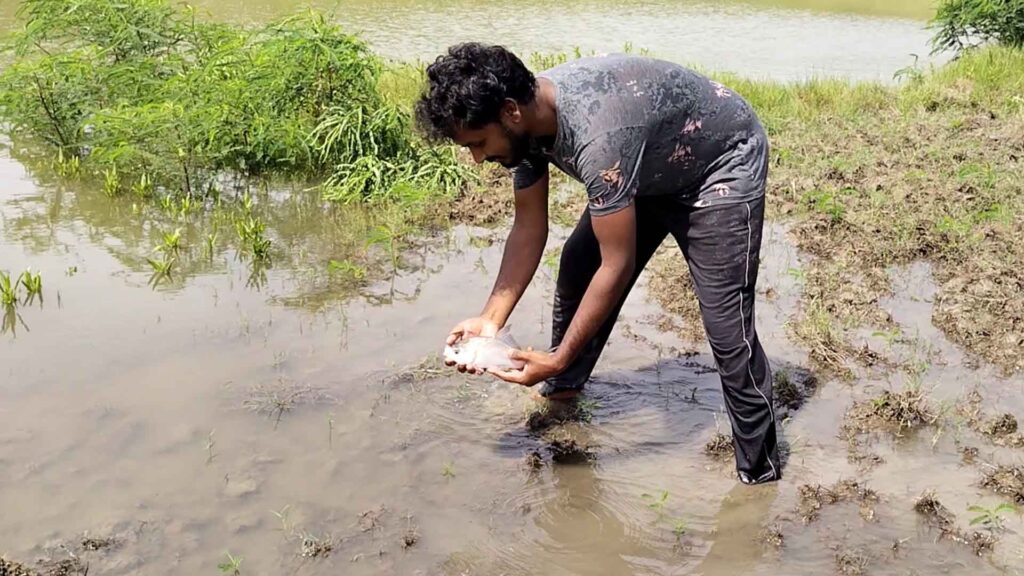 A man fishing in a rural pond, holding a fresh fish in his hands while standing in muddy water, surrounded by greenery in the Sundarbans.