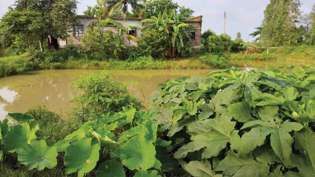 Traditional rural house near a muddy pond, surrounded by banana trees, okra, taro, and lush vegetation.