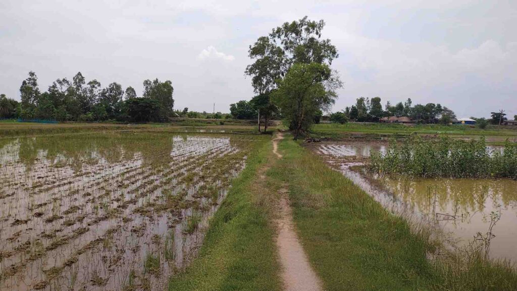 Narrow path through water-filled rice fields in a rural village with trees and homes in the background.
