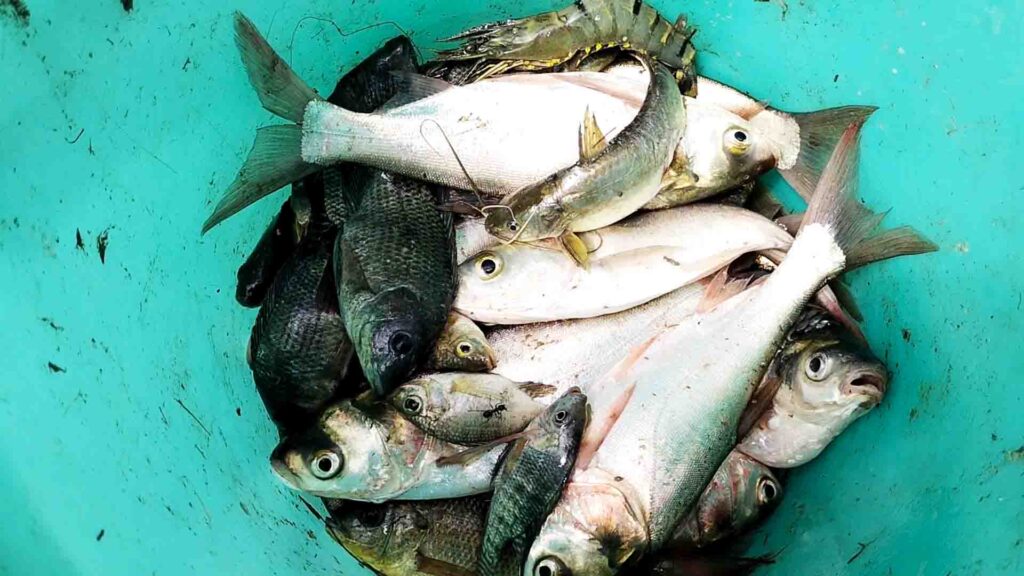 Freshly caught fish and prawns in a blue plastic bucket after traditional fishing in a rural village pond.