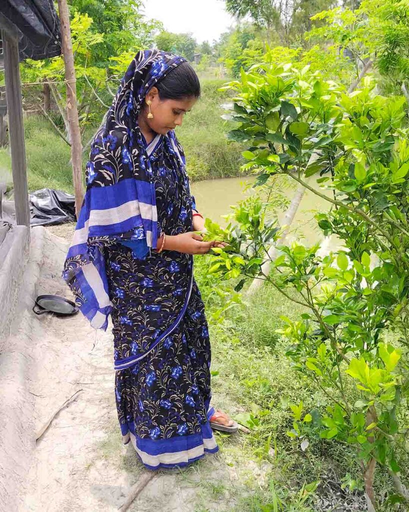 A Bengali woman in a blue saree picking fresh leaves from a tree near a pond in rural Sundarban.