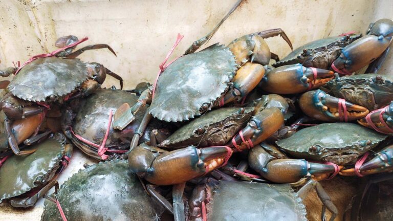 Freshly harvested mud crabs from Sundarban pond – sustainable crab farming in West Bengal.