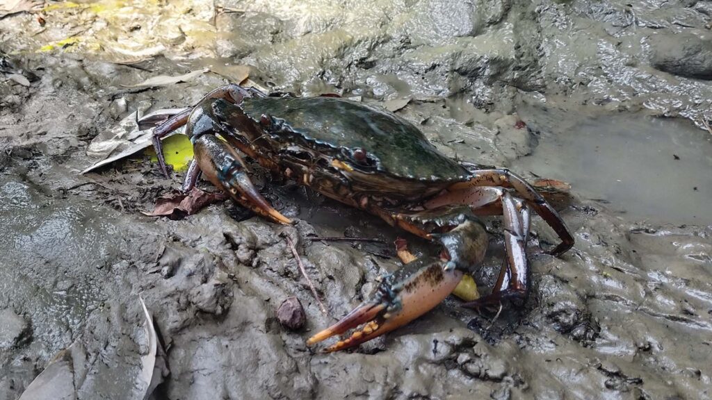 Healthy live mud crabs in a village pond during Sundarban crab farming process. Title: Live Mud Crabs in Village Pond