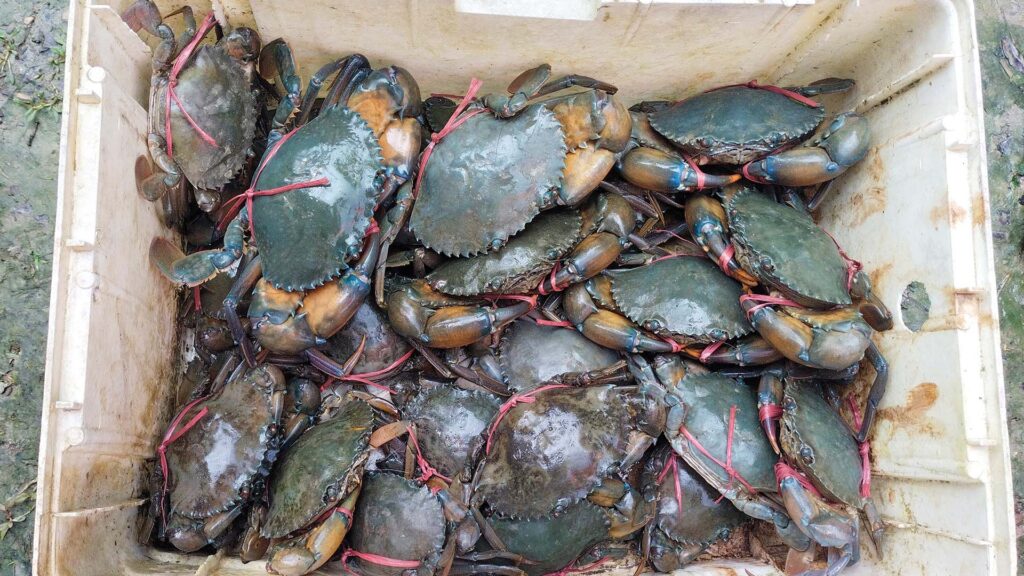 Basket of market-ready mud crabs harvested from Sundarban aquaculture pond.