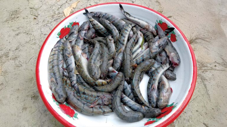 Freshly caught Dagur Gule fish (Mudskipper) in a bowl – Sundarban, India.