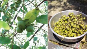 Split image of Keora fruits — on the left, green Keora fruits growing on a tree branch in Sundarban; on the right, a large metal bowl filled with harvested Keora fruits.