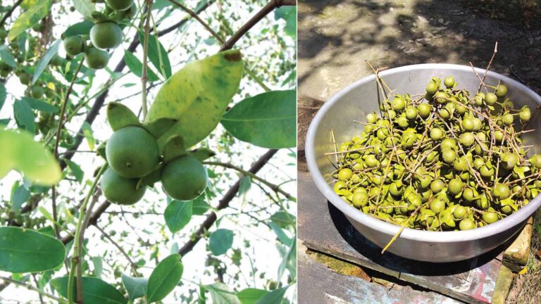Split image of Keora fruits — on the left, green Keora fruits growing on a tree branch in Sundarban; on the right, a large metal bowl filled with harvested Keora fruits.