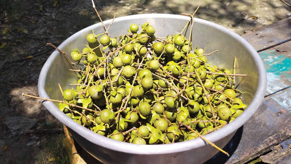 A large metal bowl filled with freshly harvested green Keora fruits (Sonneratia apetala) in Sundarban, India.
