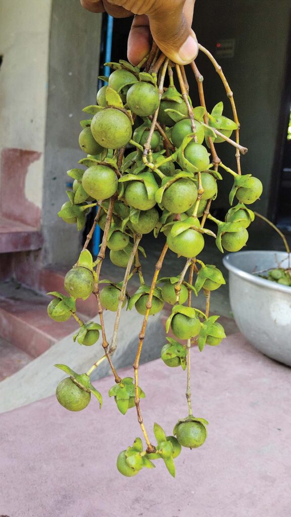 Fresh Keora fruit in Sundarban, held in hand, with green mangrove fruits hanging in bunches.