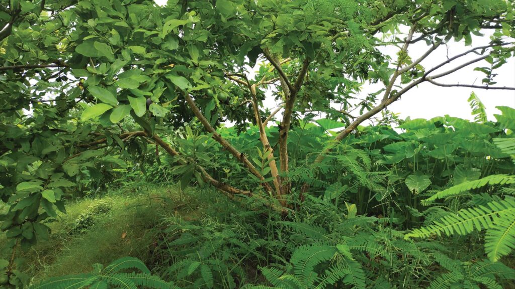 A lush green garden with a guava tree in the foreground, surrounded by leafy plants and dense undergrowth in a rural setting.
