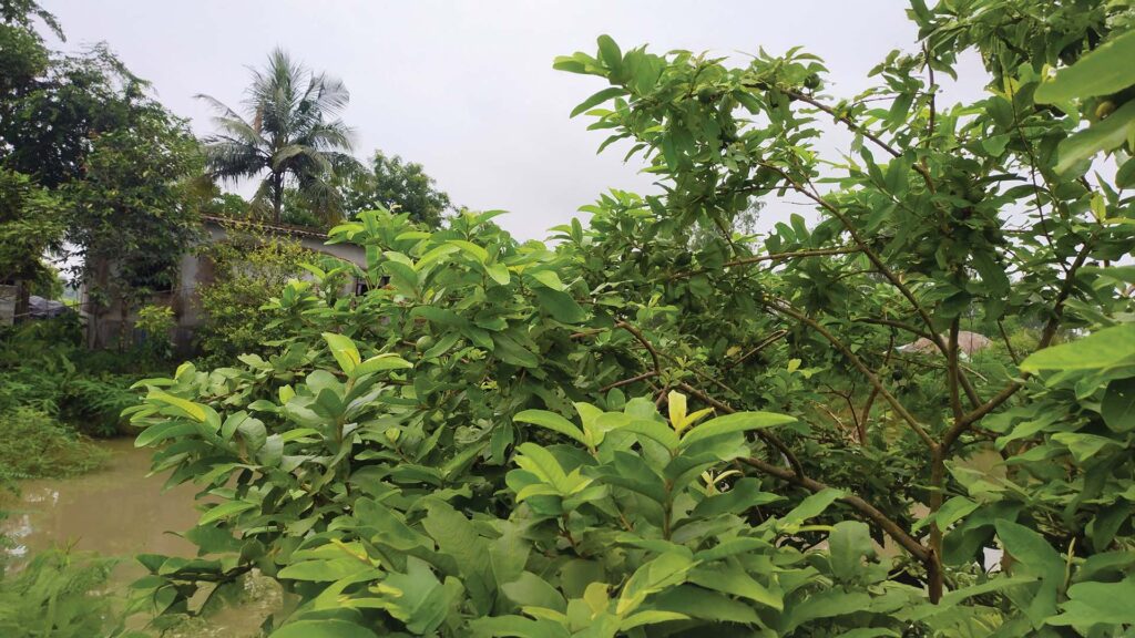 Dense green foliage of a Guava Tree in Sundarban near a pond and rural house.
