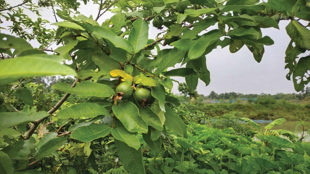 Close-up of fresh green guavas on a Guava Tree in Sundarban.