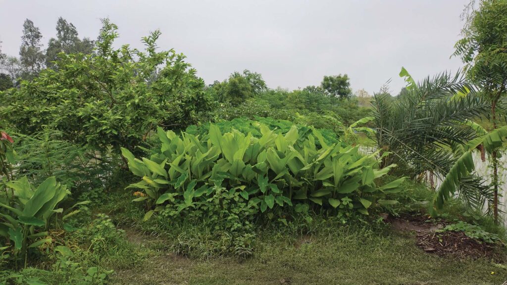Lush green garden in a Sundarban village featuring turmeric plants, guava trees, banana plants, and palm trees during the monsoon.