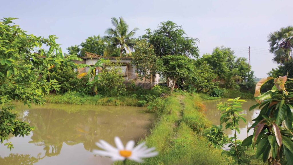 Traditional village home with ponds and Guava Tree in Sundarban surrounded by lush greenery.