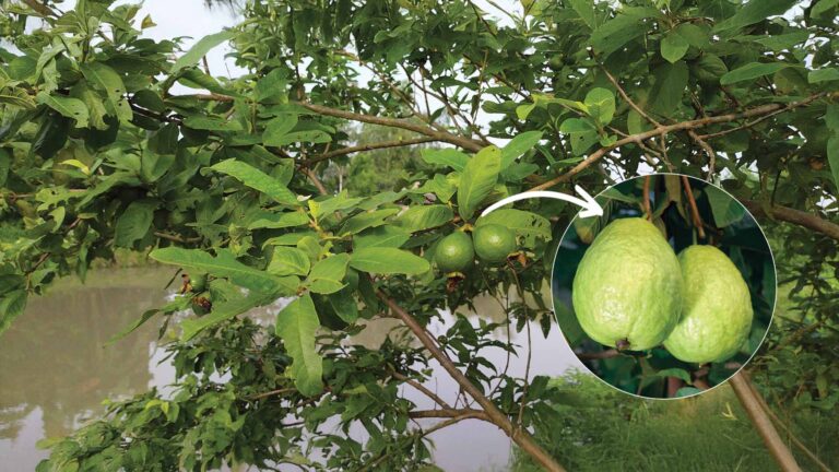 Fresh green guavas growing on a Guava Tree in Sundarban beside a pond in a rural Bengali garden.