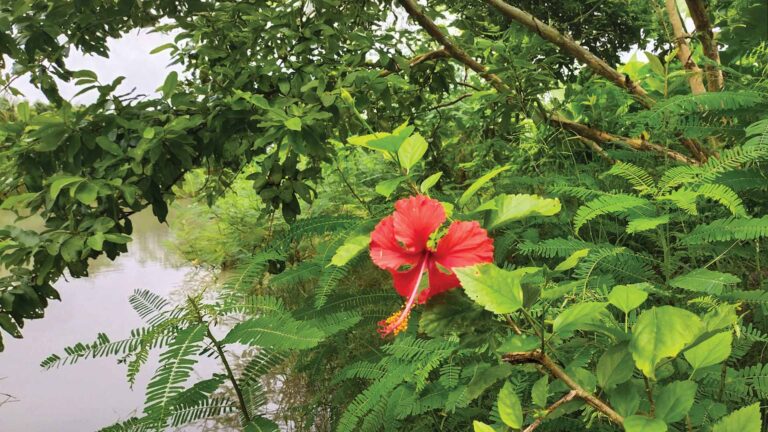 Red hibiscus flower blooming among green foliage beside a pond in a Sundarban village during the rainy season.