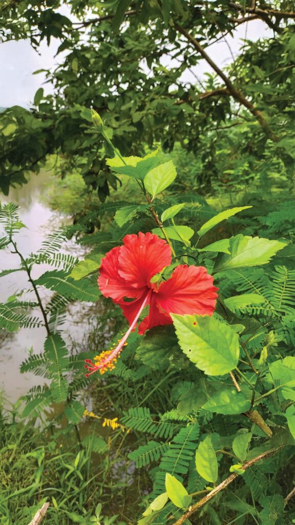 A vibrant red hibiscus flower in full bloom, surrounded by lush green leaves, growing beside a pond in the Sundarbans.