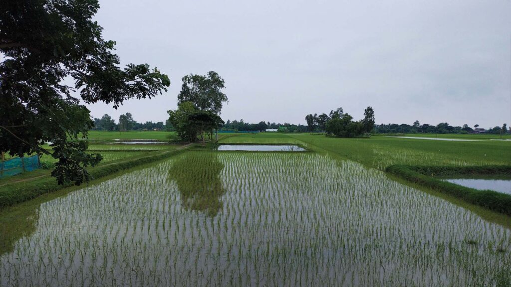 Flooded rice field in Sundarban village with green paddy – Asgar Molla’s rural Bengal photography