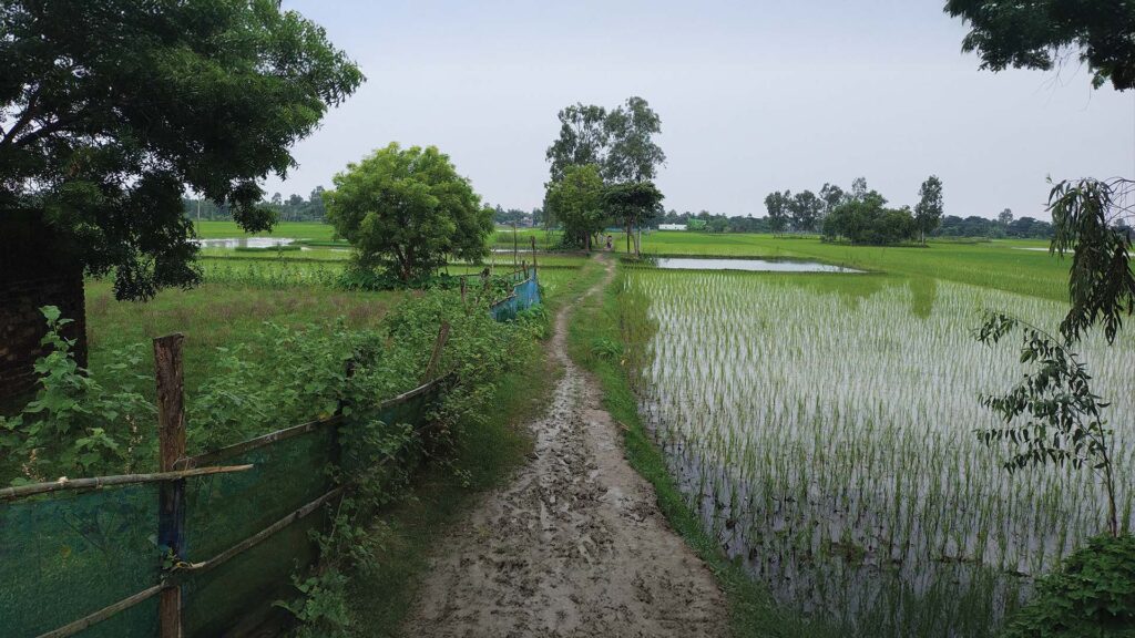 Muddy path through rice fields in Sundarban village life – Asgar Molla’s rural journey