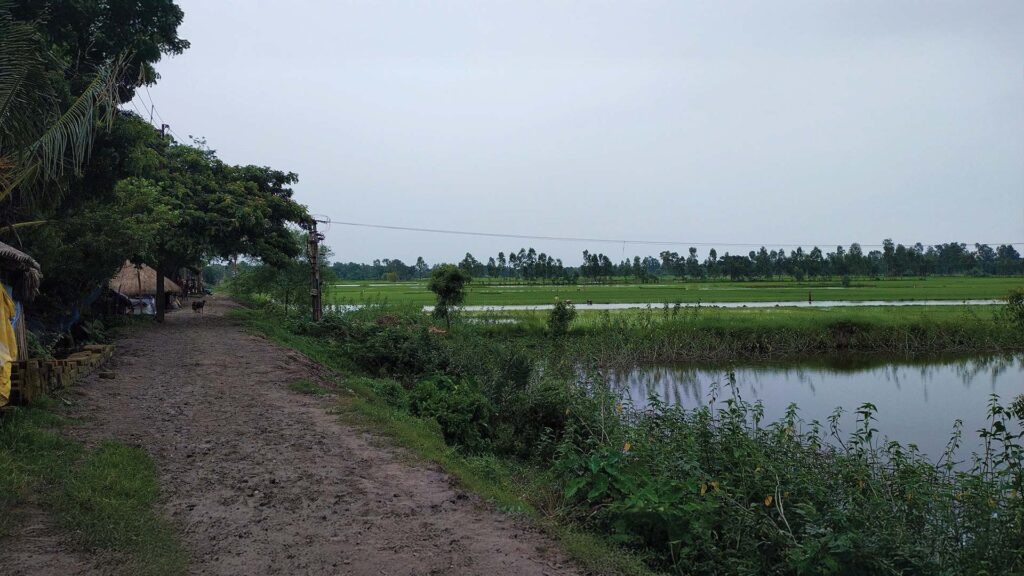 Muddy rural road beside pond and paddy fields in Sundarban village life, Gosaba