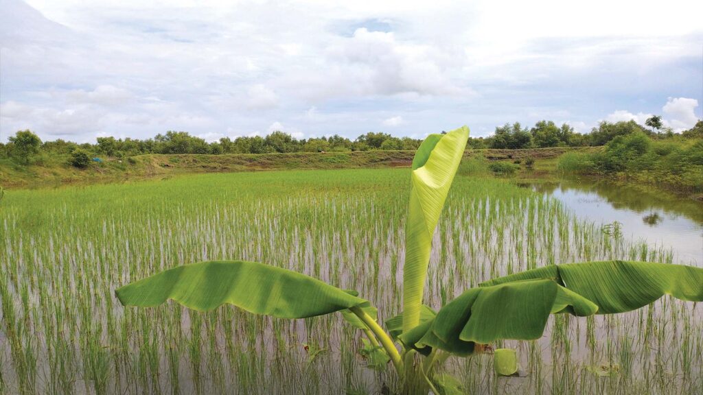 Green paddy fields beside aquaculture pond in Sundarban – mixed farming with crabs and fish.