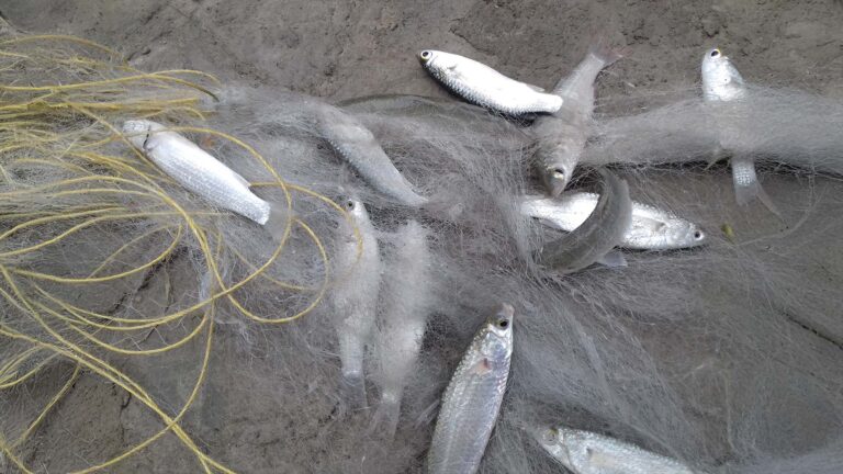 Fresh Parshe Maach (Mullet fish) caught in a fishing net by Asgar Molla from a Sundarban pond.
