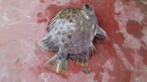 Freshly caught Payera Maach (Pigeon Fish) from Sundarban rivers, known for its delicious taste and local seafood value.