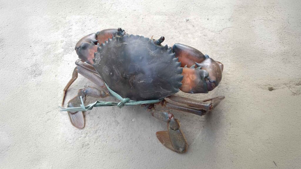 A live mud crab with its claws tied, placed on a concrete surface in Sundarban.