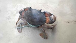 A live mud crab with its claws tied, placed on a concrete surface in Sundarban.