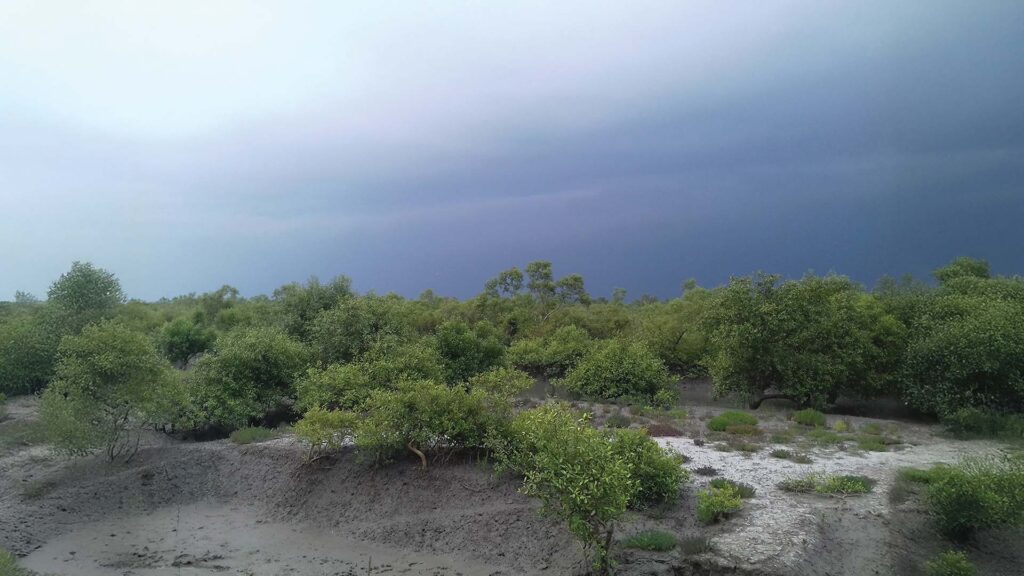 A view of dense Sundarban mangrove forest under a stormy sky, with muddy ground and green vegetation.